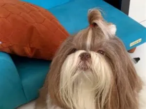 Cachorro raça SRD-ViraLata idade 1 ano nome Eumira