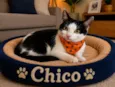 Chico e Bento 