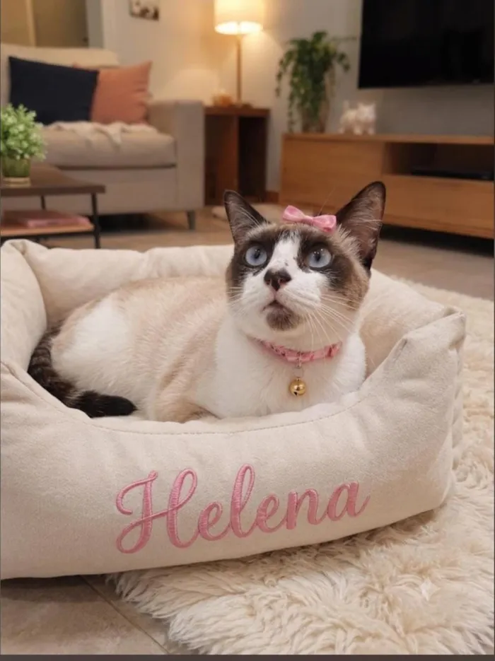 Gato raça Siamês idade 7 a 11 meses nome Helena 