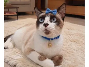Gato raça Siamês idade 7 a 11 meses nome Helena 