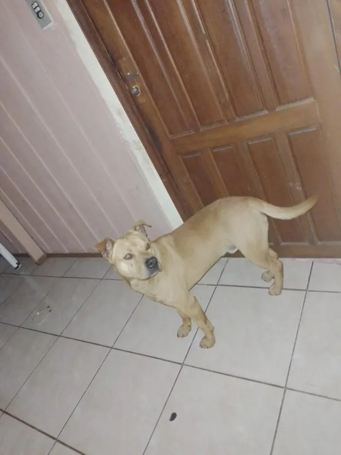 Cachorro raça SRD-ViraLata idade 1 ano nome Zeus 