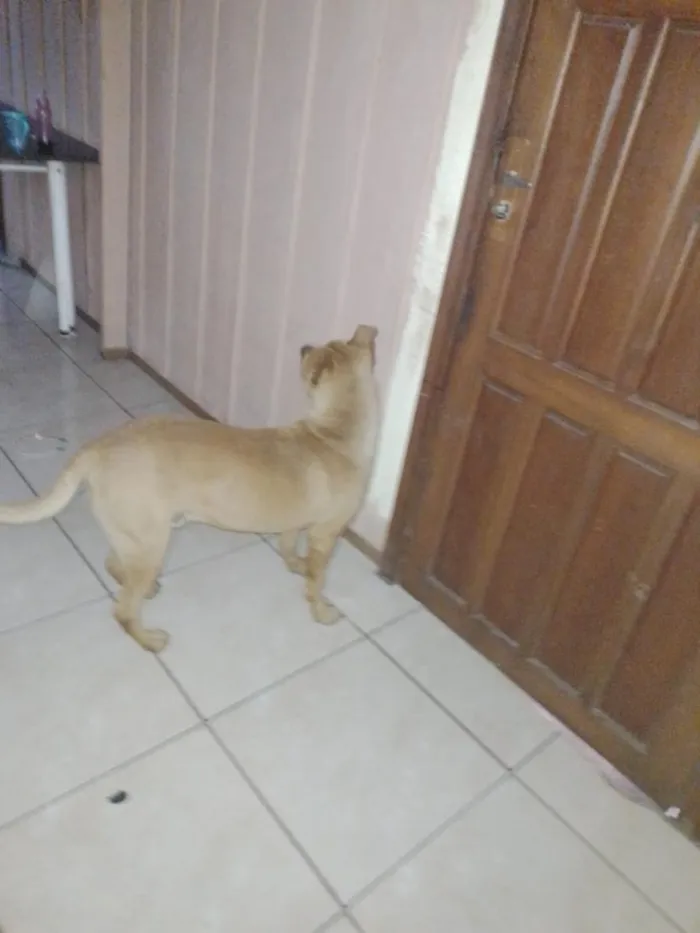 Cachorro raça SRD-ViraLata idade 1 ano nome Zeus 