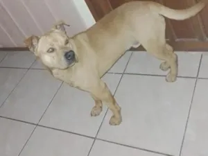 Cachorro raça SRD-ViraLata idade 1 ano nome Zeus 