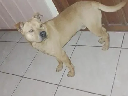 Cachorro raça SRD-ViraLata idade 1 ano nome Zeus 