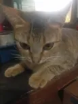 Clementina
