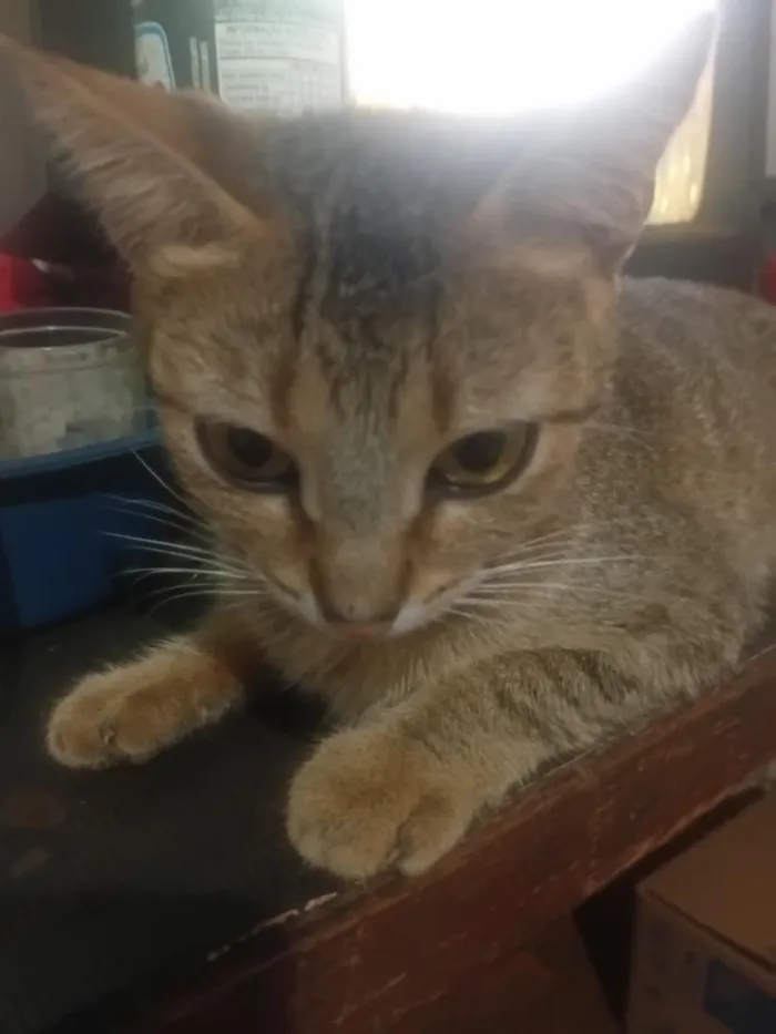 Gato raça SRD-ViraLata idade 1 ano nome Clementina
