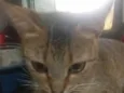 Clementina