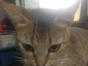 Gato raça SRD-ViraLata idade 1 ano nome Clementina