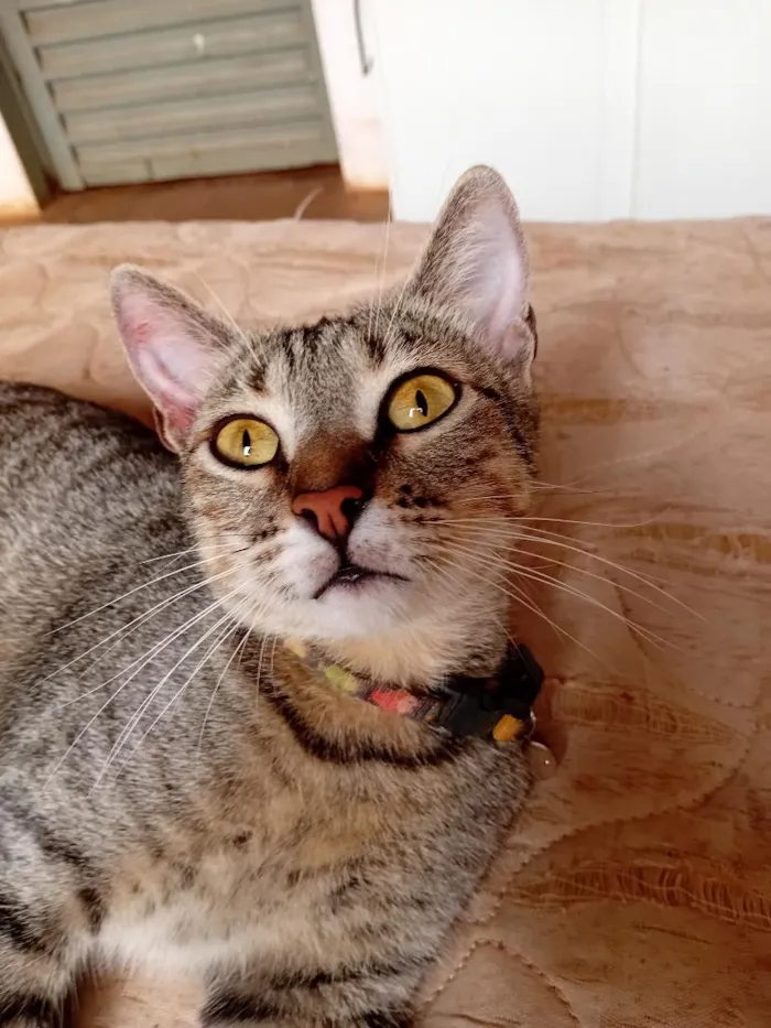 Gato raça SRD-ViraLata idade 1 ano nome Felipa