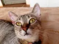 Felipa