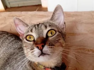 Gato raça SRD-ViraLata idade 1 ano nome Felipa