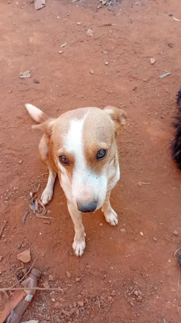 Cachorro raça SRD-ViraLata idade 2 anos nome Max