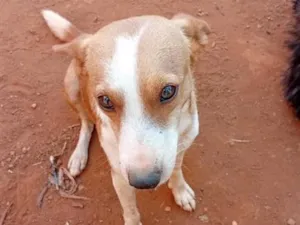 Cachorro raça SRD-ViraLata idade 2 anos nome Max