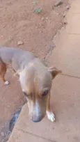 Caramelo