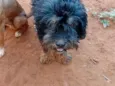 Bruce