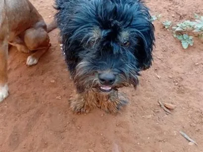 Cachorro raça SRD-ViraLata idade 2 anos nome Bruce