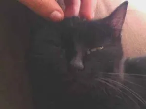 Gato raça SRD-ViraLata idade 2 anos nome Não tem.