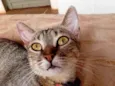 Felipa