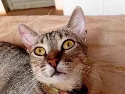 Gato raça SRD-ViraLata idade 1 ano nome Felipa
