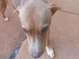 Caramelo
