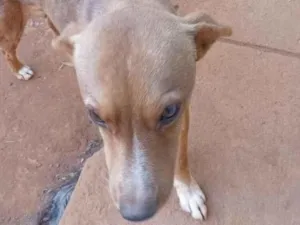 Cachorro raça SRD-ViraLata idade 2 anos nome Caramelo