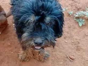 Cachorro raça SRD-ViraLata idade 2 anos nome Bruce