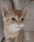 Caju