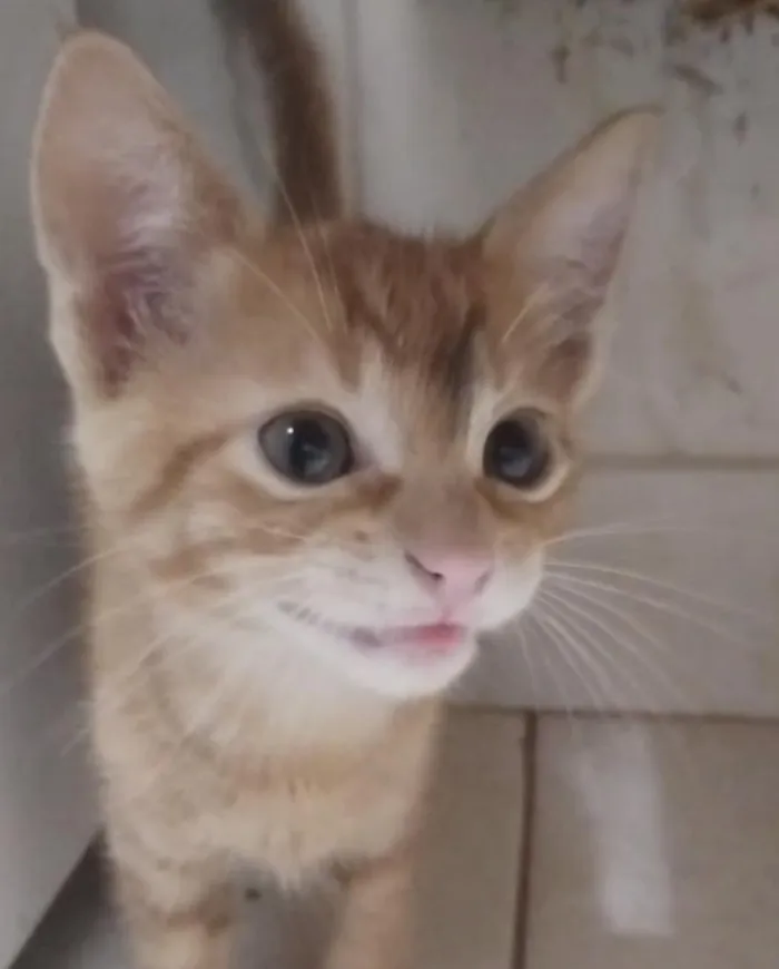 Gato raça SRD-ViraLata idade 2 a 6 meses nome Caju