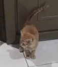 Caju