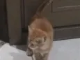Caju