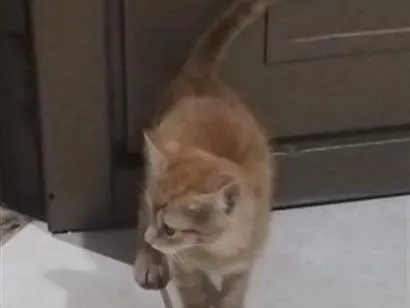Gato raça SRD-ViraLata idade 2 a 6 meses nome Caju