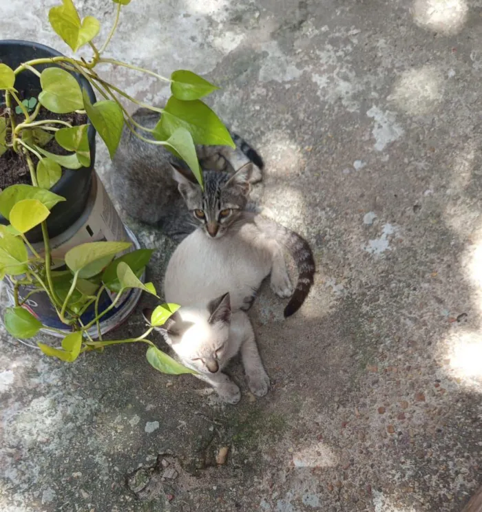 Gato raça SRD-ViraLata idade 2 a 6 meses nome Clara & Dyana