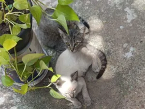 Gato raça SRD-ViraLata idade 2 a 6 meses nome Clara & Dyana