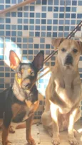 Mel e chorão 