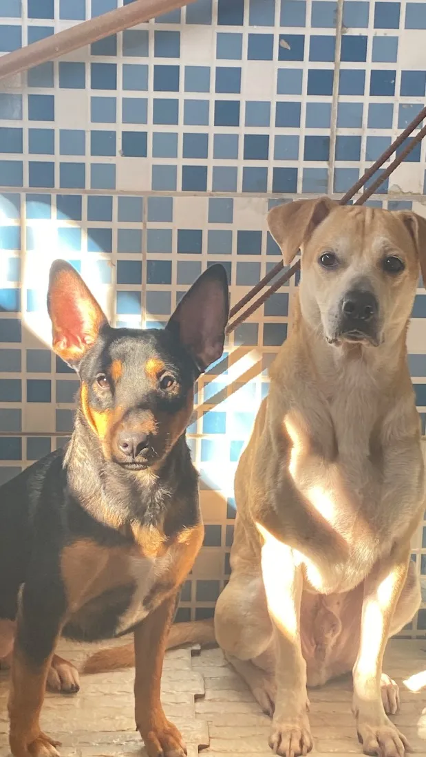 Cachorro raça SRD-ViraLata idade 1 ano nome Mel e chorão 