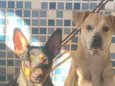 Mel e chorão 