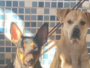 Cachorro raça SRD-ViraLata idade 1 ano nome Mel e chorão 