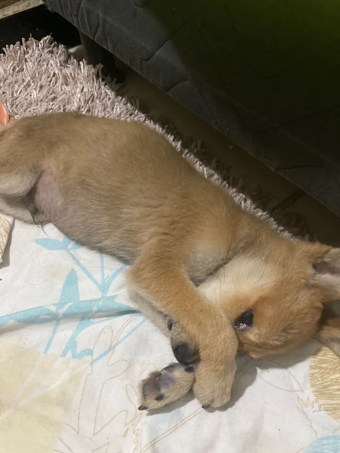 Cachorro raça SRD-ViraLata idade 2 a 6 meses nome Romeu