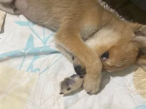 Cachorro raça SRD-ViraLata idade 2 a 6 meses nome Romeu