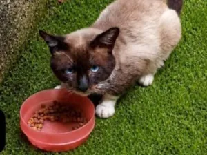 Gato raça SRD-ViraLata idade 2 anos nome Bóris