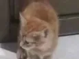 Caju