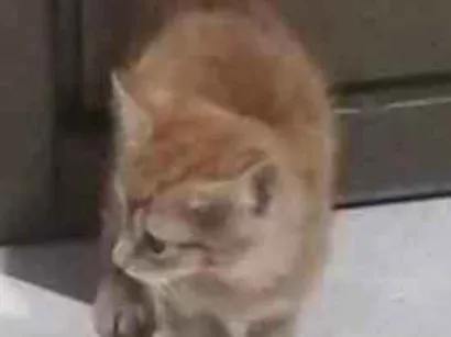 Gato raça SRD-ViraLata idade 2 a 6 meses nome Caju