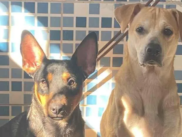 Cachorro raça SRD-ViraLata idade 1 ano nome Mel e chorão 