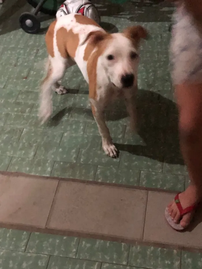 Cachorro raça Pit-Bull idade 2 a 6 meses nome Mel