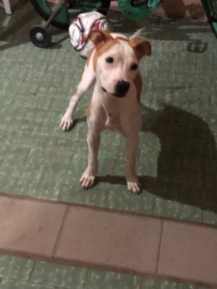 Cachorro raça Pit-Bull idade 2 a 6 meses nome Mel