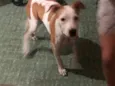 Mel