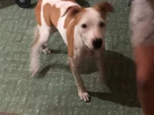 Cachorro raça Pit-Bull idade 2 a 6 meses nome Mel