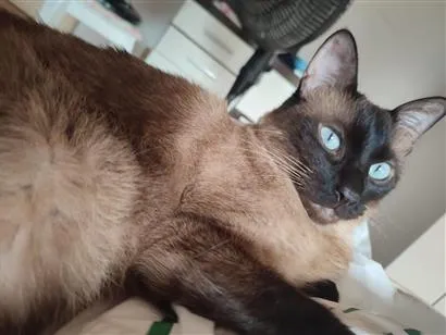 Gato raça Siamês idade 4 anos nome Chloe