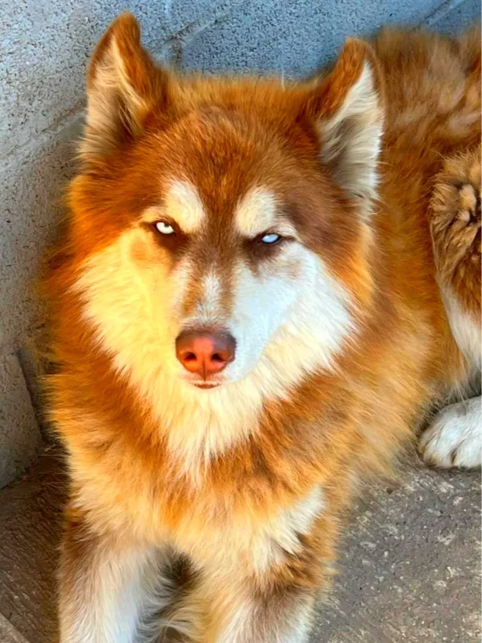 Cachorro raça Husky Siberiano idade 2 anos nome Ralf
