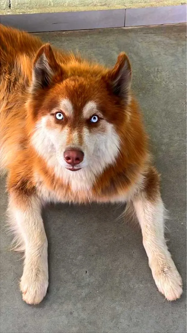 Cachorro raça Husky Siberiano idade 2 anos nome Ralf